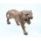 Tigre clair sculpté en Teck - 15x26 - Droit