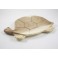 Tortue vide poche en bois de suar - 35x22